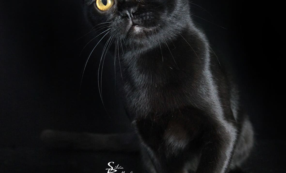Gatto Bombay, gatto nero per eccellenza: prezzi e caratteristiche 