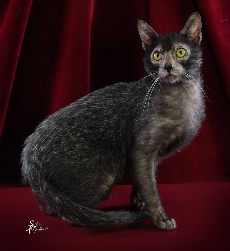 Lycoy gatto - foto di Silvia pampallona