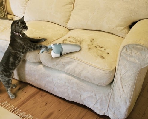 12 consigli utili per rimuovere i peli di gatto dai tessuti in casa