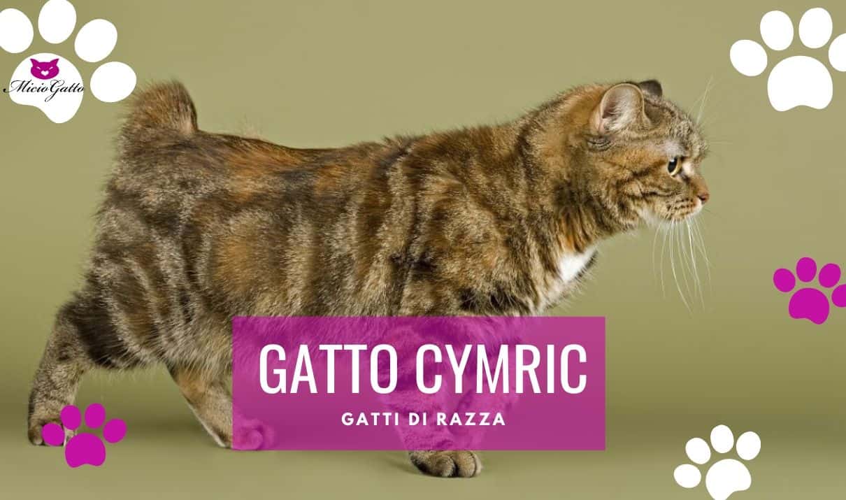 gatto Cymric