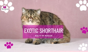 gatto esotico exotic shorthair carattere prezzi allevamento