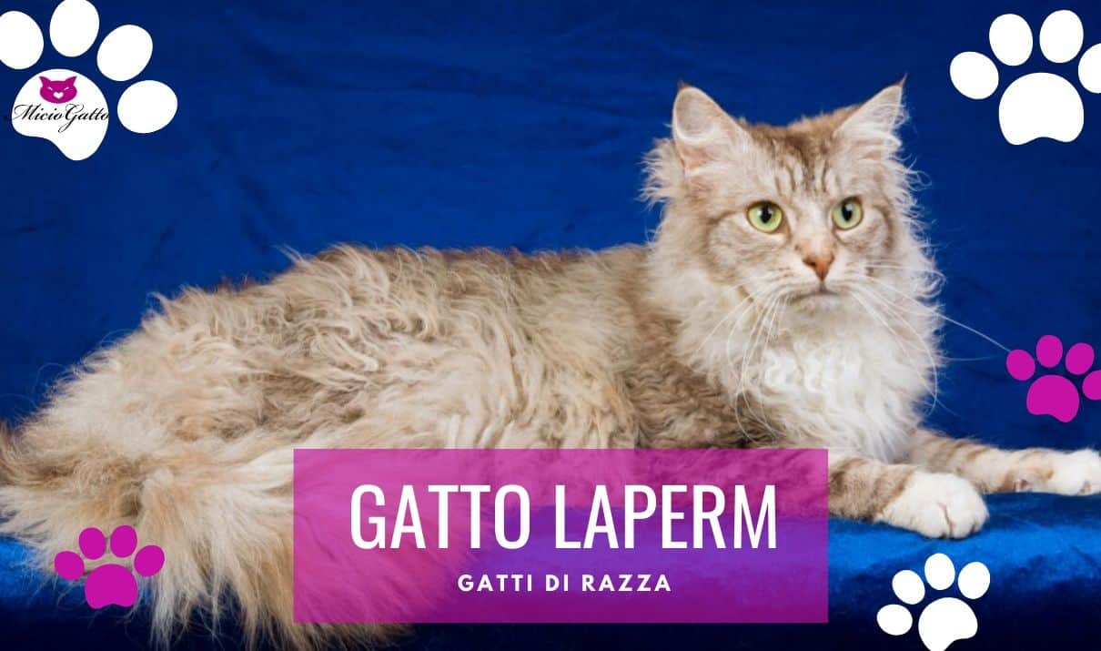 Gatto LaPerm | Carattere e caratteristiche