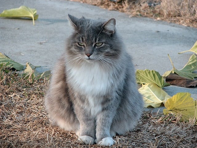 gatto pelo argentato gatto bianco e grigio