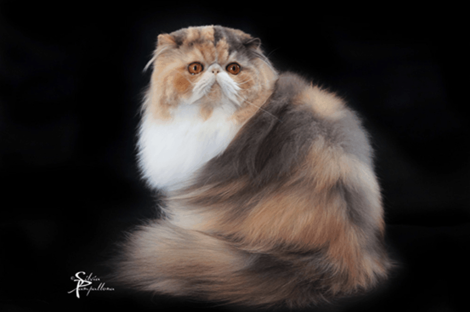 Gatto persiano - Foto Silvia Pamapallona