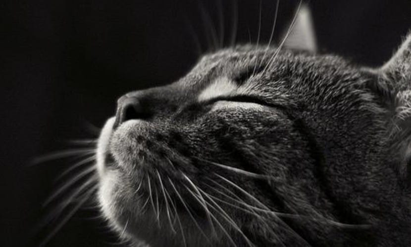Conoscere ed amare il Gatto - Seminario per proprietari di gatti