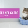 Diarrea del gatto: cure e terapia