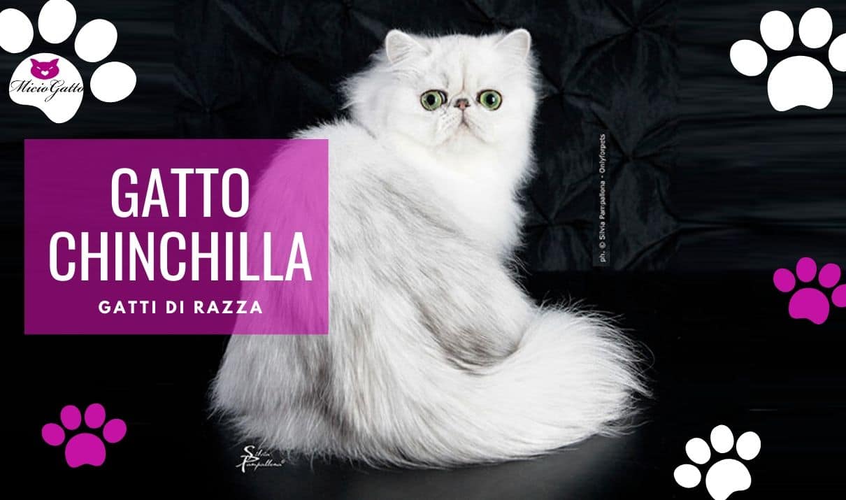 gatto chinchilla - foto Silvia Pampallona