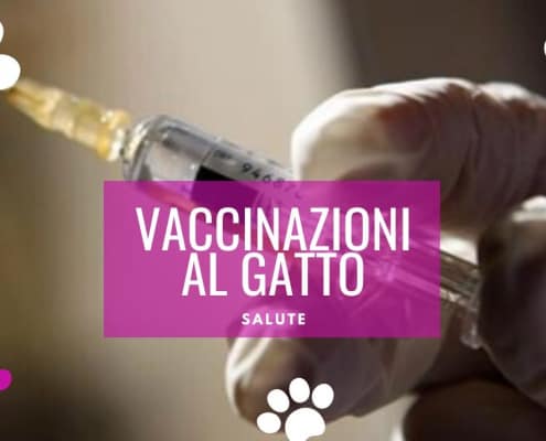 vaccini gatto obbligatori perche vaccinare