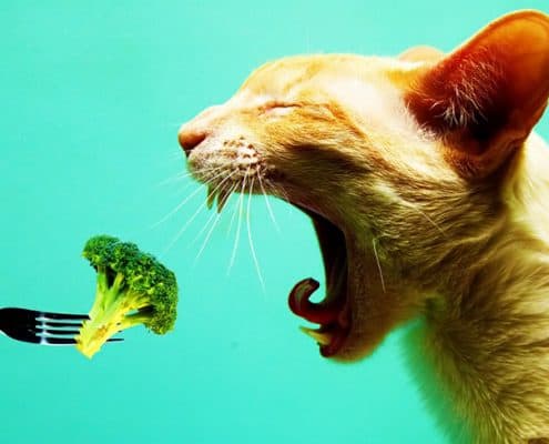 gatti vegetariani si puo