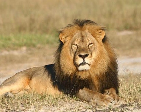 Cecil, il leone dello Zimbabwe ucciso dai cacciatori