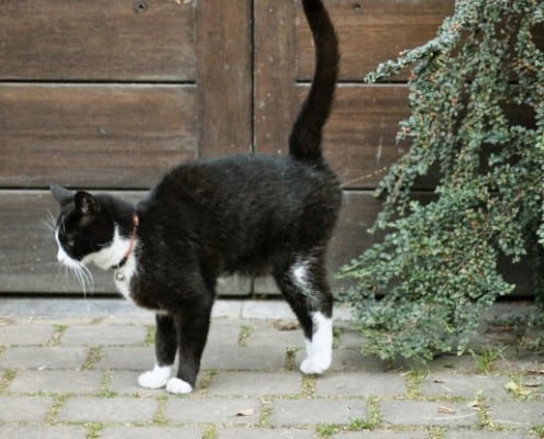 Marcatura del gatto: perché i gatti marcano il territorio e come farli smettere
