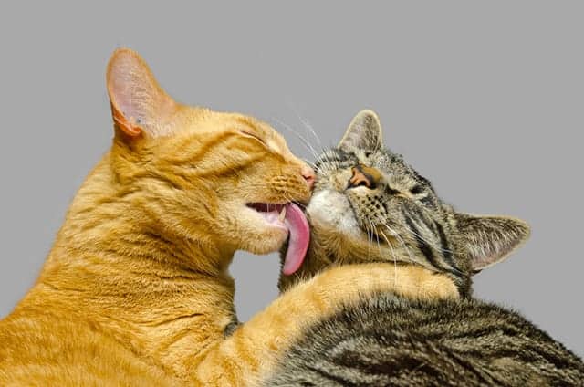 Cause della FeLV o leucemia felina: la saliva