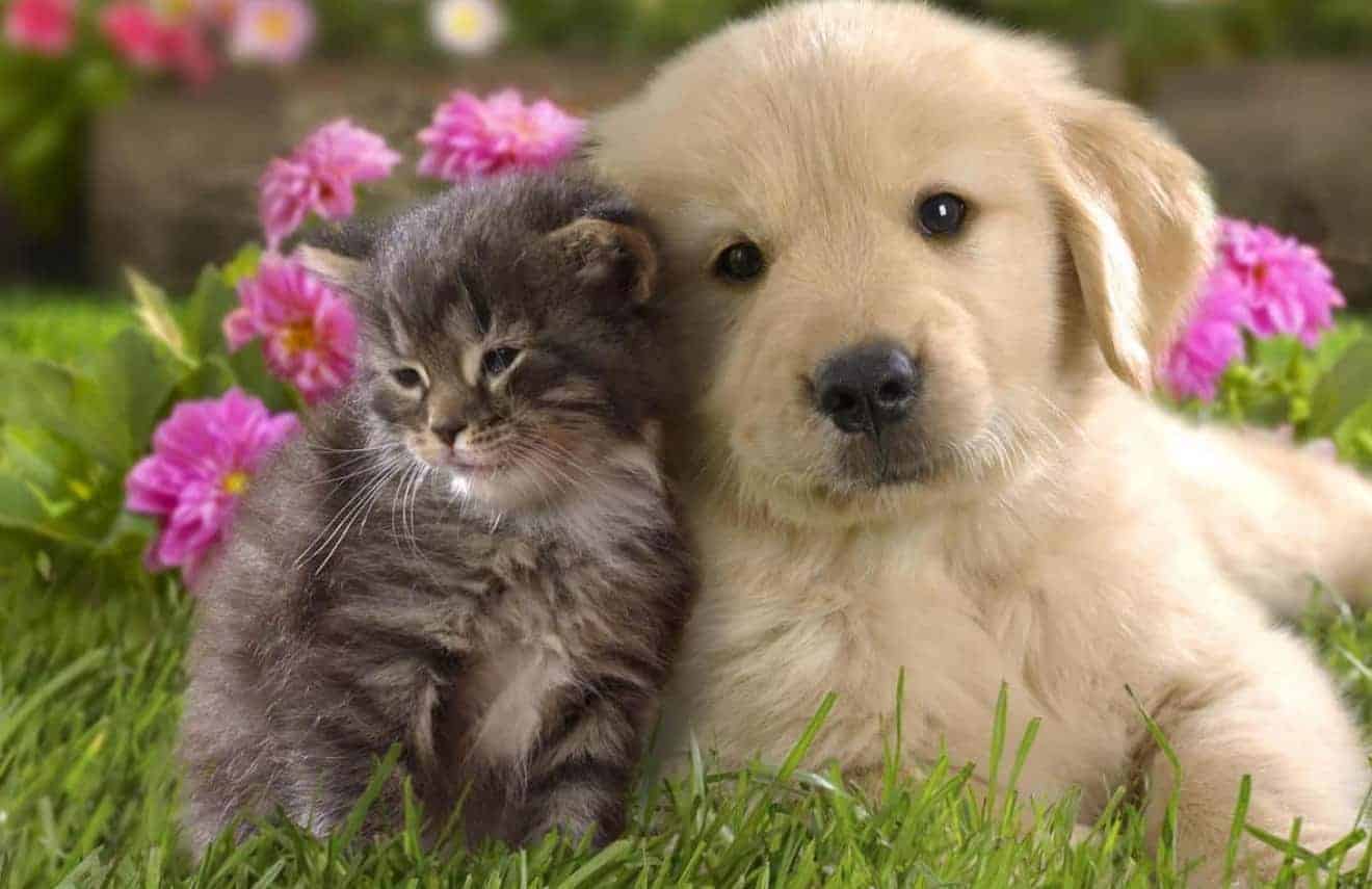 Convivenza tra cane e gatto: vivere insieme nella stessa casa -  Miciogatto.it
