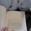 Migliori libri e romanzi sui gatti