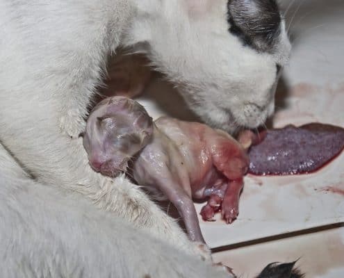 Gattino appena nato, con la mamma che si mangia la placenta.