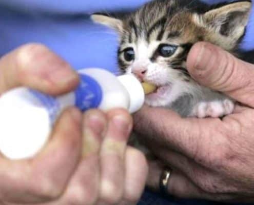 Come allattare un gattino piccolo