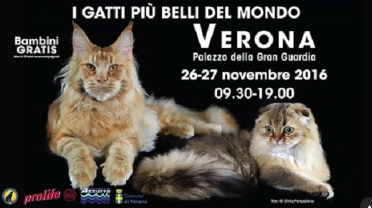 Esposizione Internazionale Felina Verona I gatti più belli del mondo 2016
