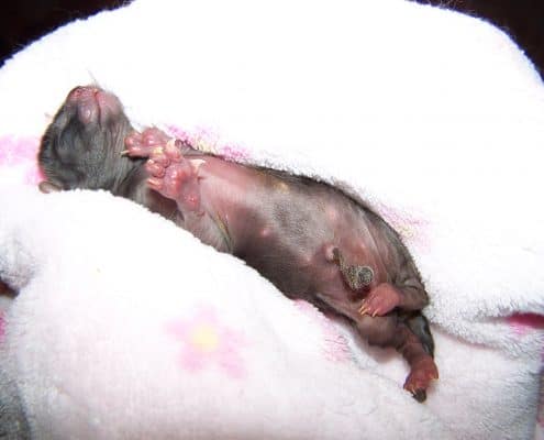 Gattino appena nato