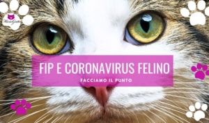 fip gatto coronavirus felino peritonite infettiva gatti