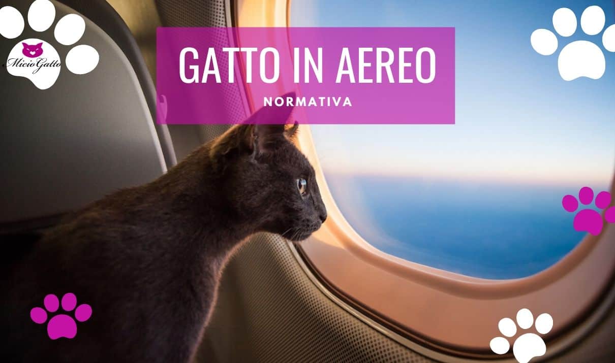gatto in aereo come fare