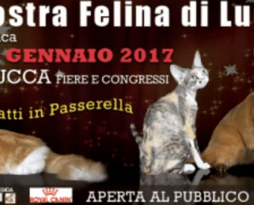 Expo Internazionale Felina Di Lucca 2017