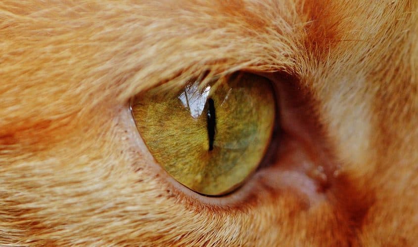 Occhi del gatto