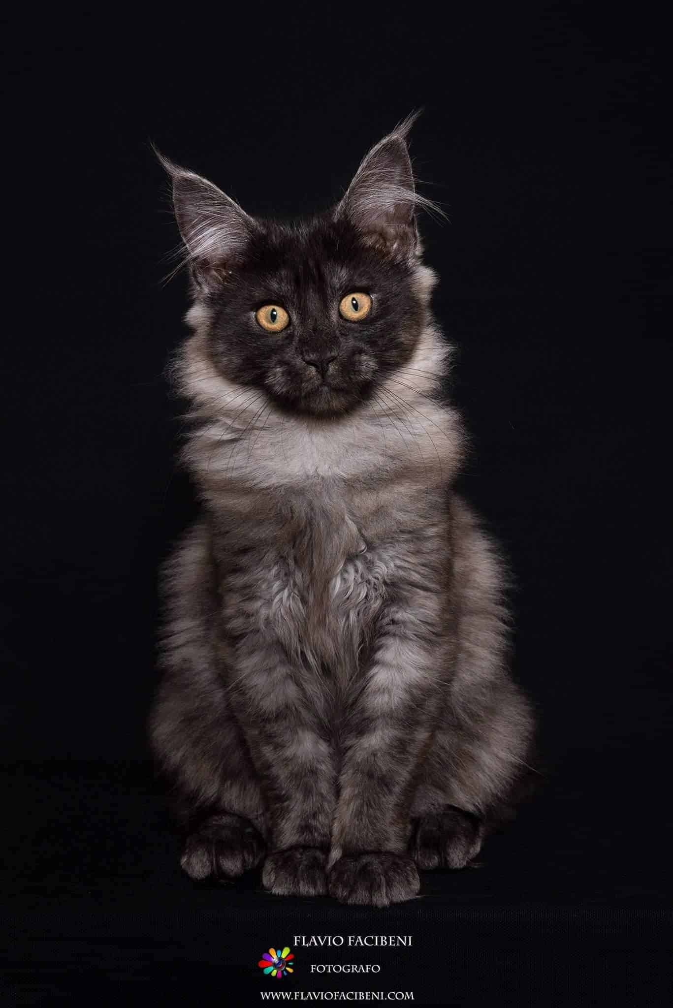 gatto Maine Coon Foto Flavio Facibeni 