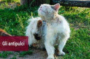 Gli anti pulci e antiparassitari per gatti