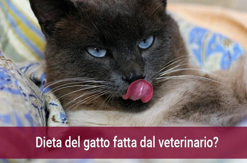 Dieta gatto fatta dal veterinario