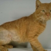 Alopecia gatto perde pelo a chiazze