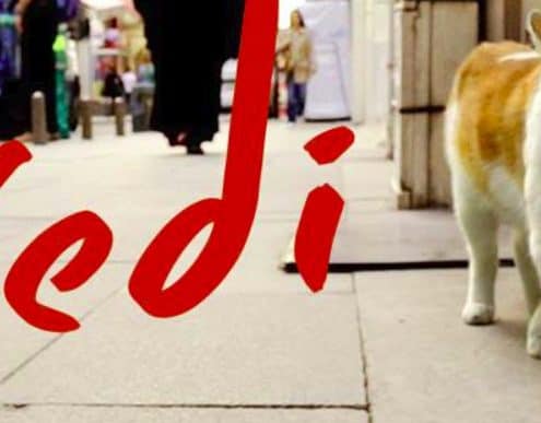 kedi: film docuementario sui gatti di Istanbul