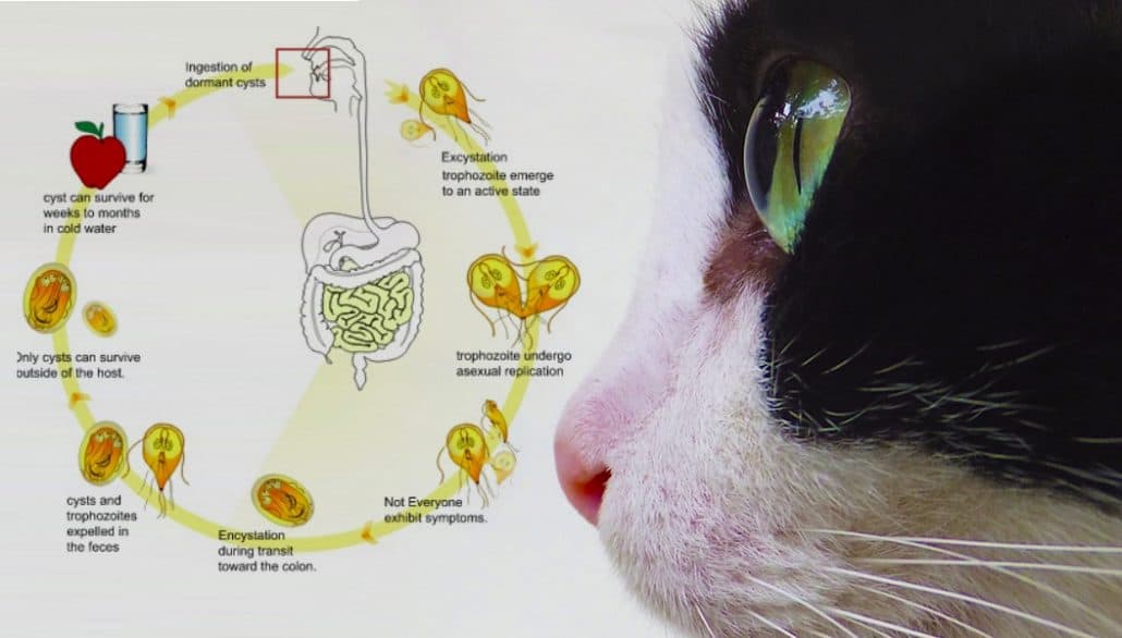 giardia gatto guarigione parazita pulyka