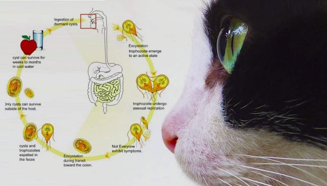 Giardia nel gatto sintomi terapia diagnosi cura