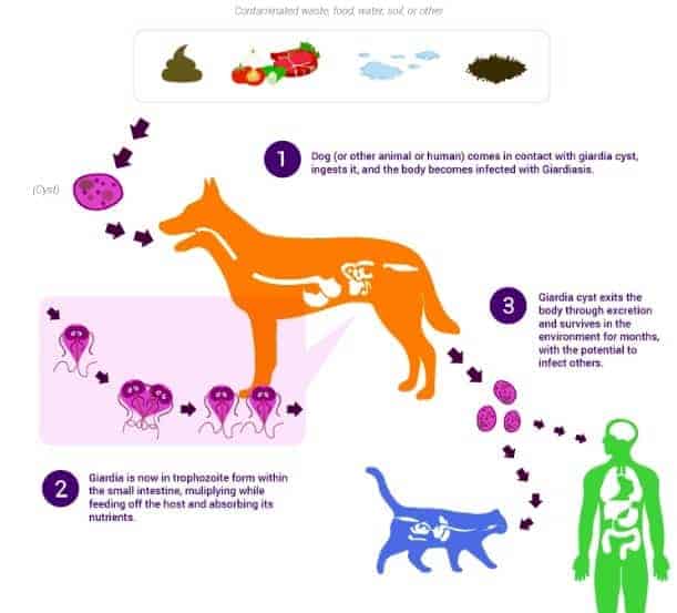 Giardia gatto panacur