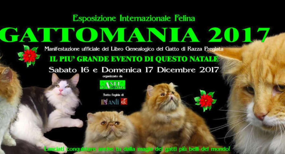 expo felina napoli 2017 gattomania