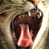 Denti del gatto e mal di denti del gatto