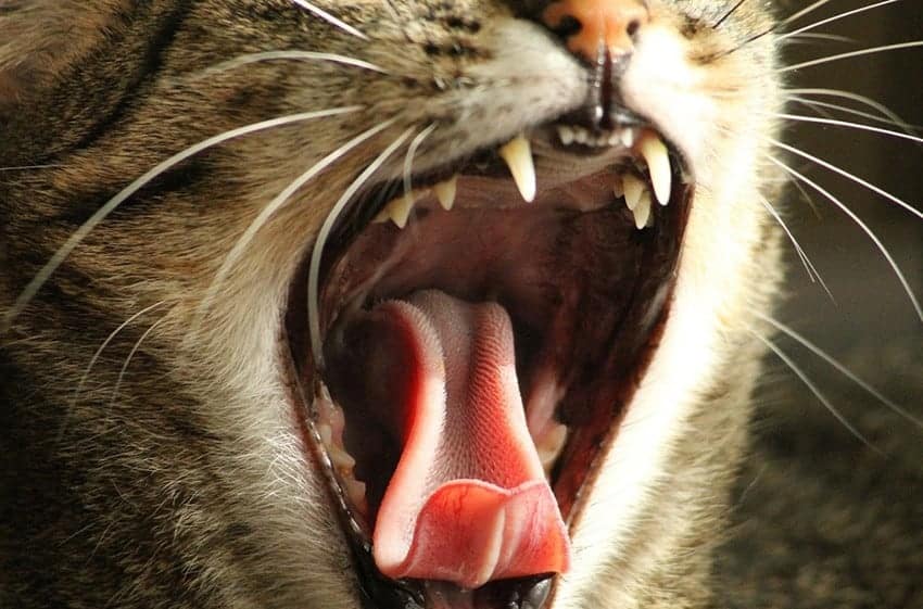 Denti del gatto e mal di denti del gatto