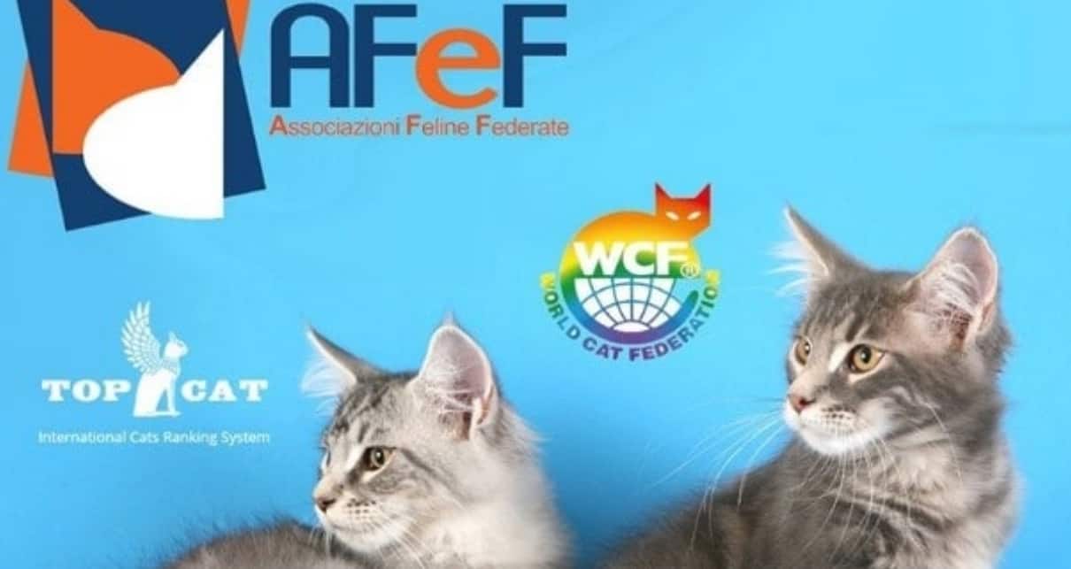 Esposizione Internazionale Felina AFeF Antegnate 2018