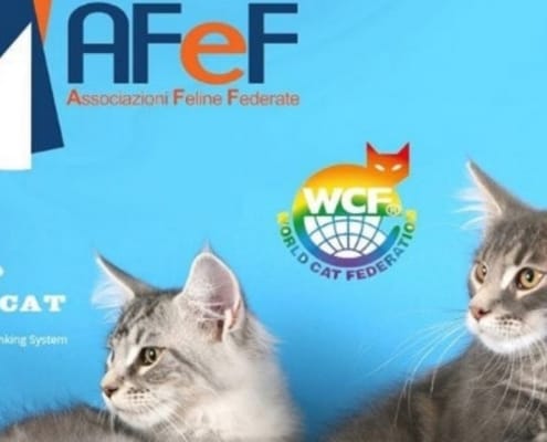 Esposizione Internazionale Felina AFeF Antegnate 2018