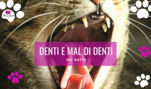 denti del gatto mal di denti