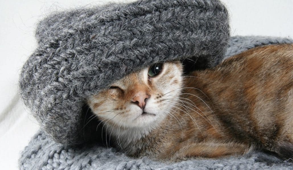 Perché il gatto mangia la lana cos'è il picacismo MicioGatto.it