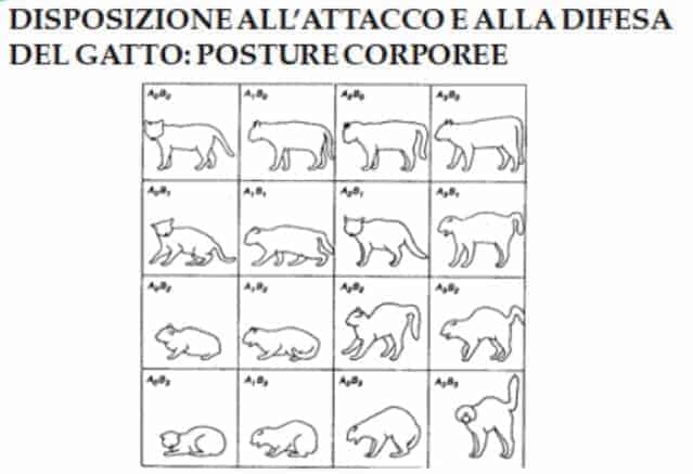 Comprendi il linguaggio del corpo del tuo gatto?! Sai che