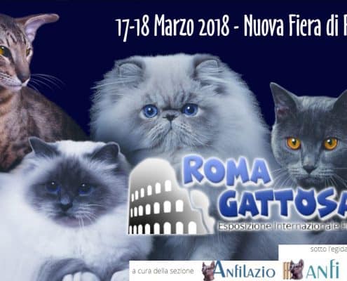 romagattosa esposizione felina roma 2018