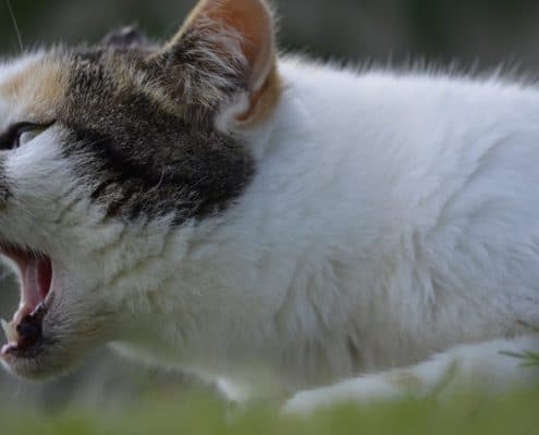 Dermatite allergica alimentare nel gatto cosa fare