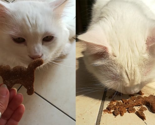 biscotti per gatti fai da te al fegato