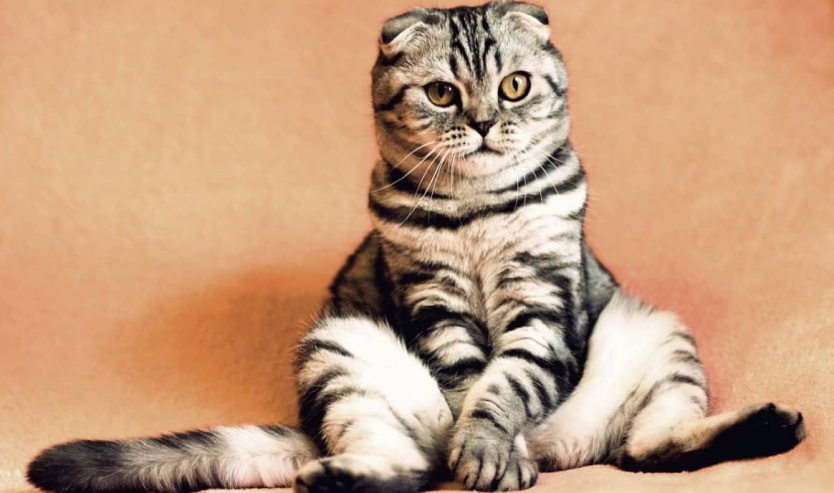 Cistite idiopatica felina cause sintomi terapia