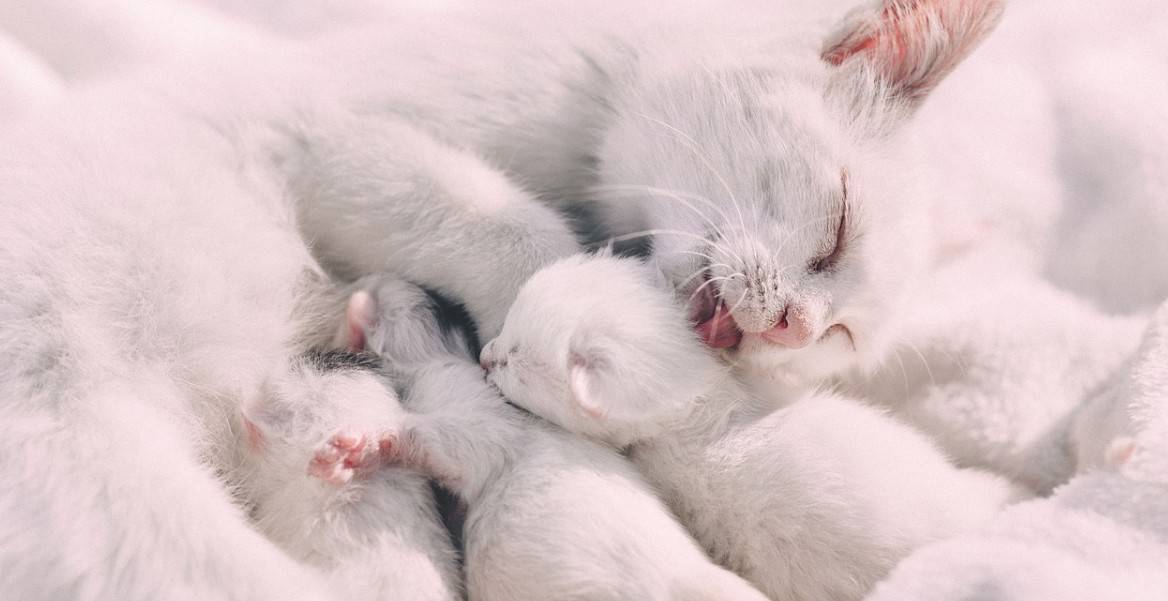 Gattini in adozione quando il distacco dalla madre