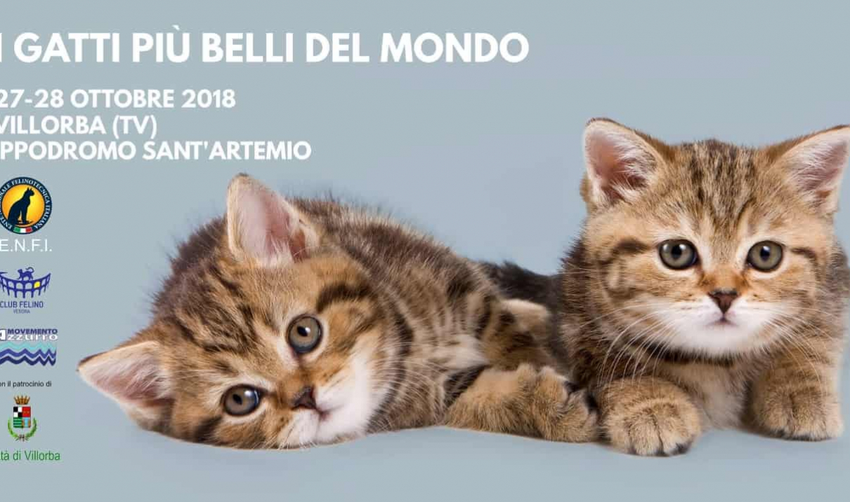 Esposizione Internazionale Felina Treviso 2018