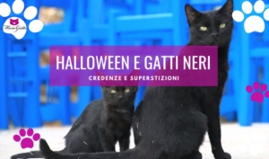 halloween e gatti neri