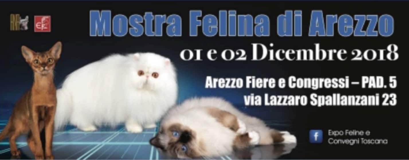 Esposizione Internazionale Felina Arezzo 2018